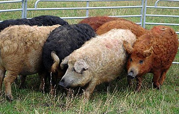 Popular breeds of domestic pigs