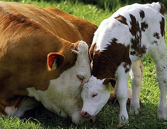 Beliebte Kühe in Weißrussland