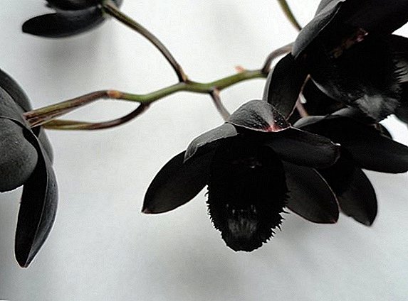 Popular varieties of black orchids, especially the cultivation of an exotic flower