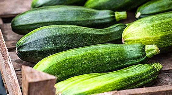 Popular varieties of zucchini for planting in open ground (with photo)