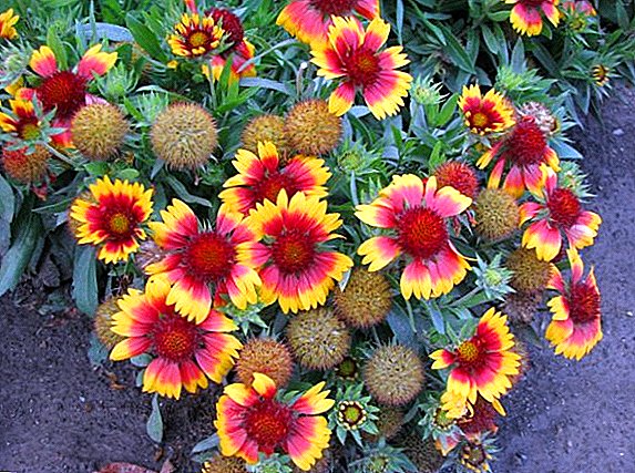 Popular grades of gaillardia for growing in the garden (with photo)