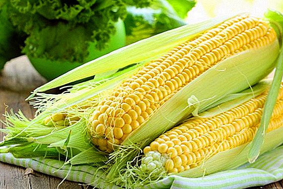 Popular varieties of corn