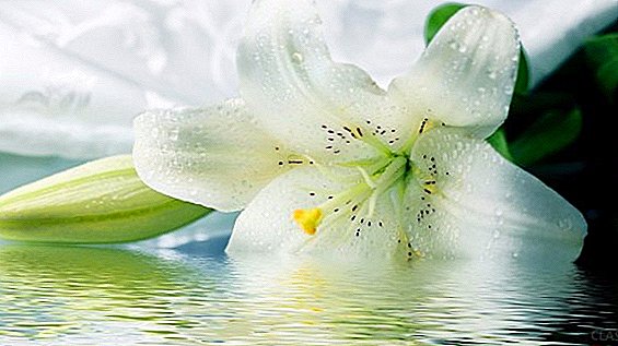 Popular varieties of lilies, photos and descriptions of the most spectacular