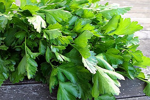 Popular parsley varieties with a description