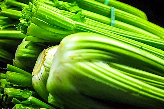 Popular varieties of celery with description and photo