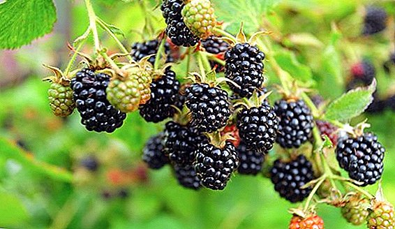 Popular varieties of blackberry repair
