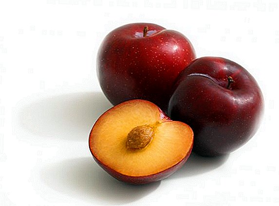 Popular varieties of Hungarian plum