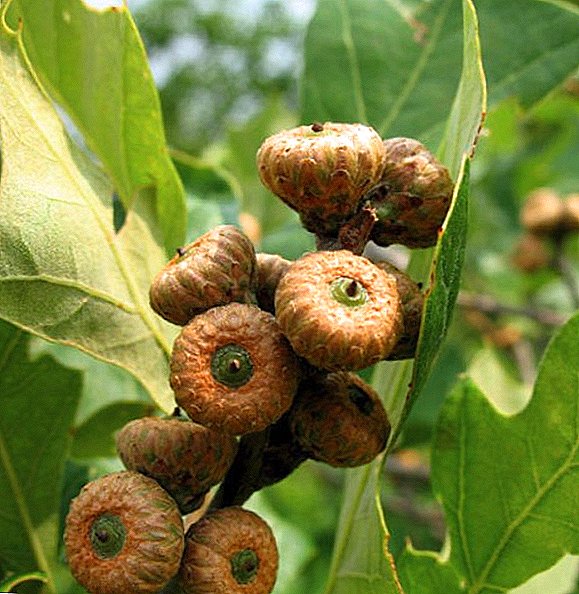Popular types of oak: photo, description, description
