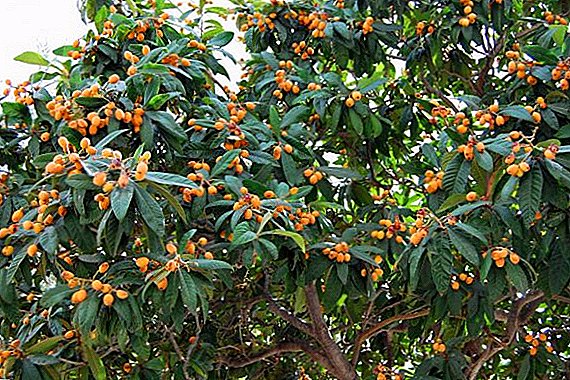 Popular types and useful properties of the loquat