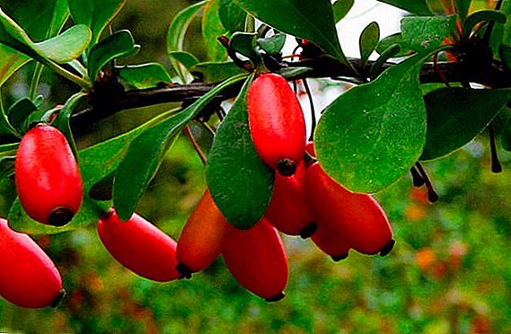 Specii populare și soiuri de afine