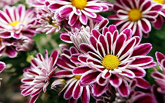 Populaire soorten en variëteiten van chrysanthemum