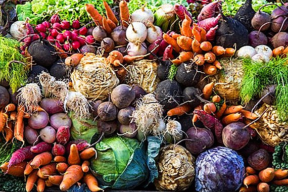 Popular types of root crops with the description and photo