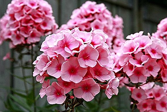 Popular types of perennial phlox with description and photo