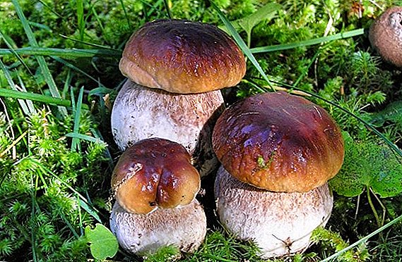 Popular types of edible borovik with a description and photo