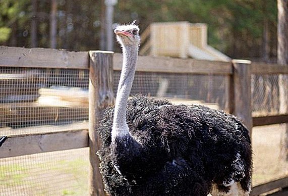 Tipos populares de avestruces con una descripción y foto