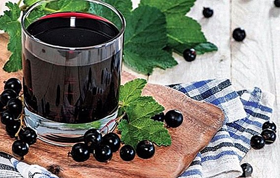 Una receta popular para hacer vino de grosella negra en casa.