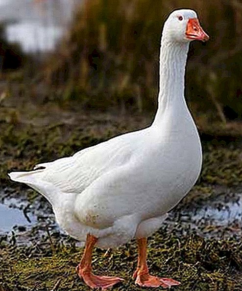 Breed geese Mamut: features of the content in personal farms