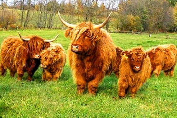 Race de vache Highland