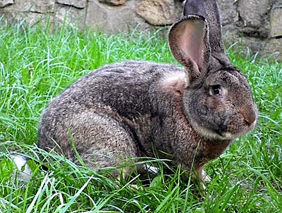 Breed of rabbits the Belgian giant: features of cultivation in house conditions