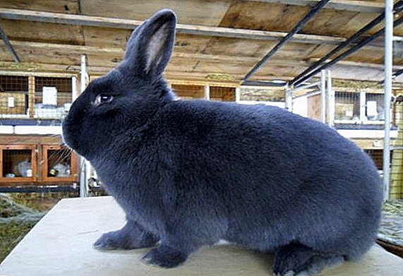 Zucht von Kaninchen: Wiener Blau: Merkmale der Zucht zu Hause