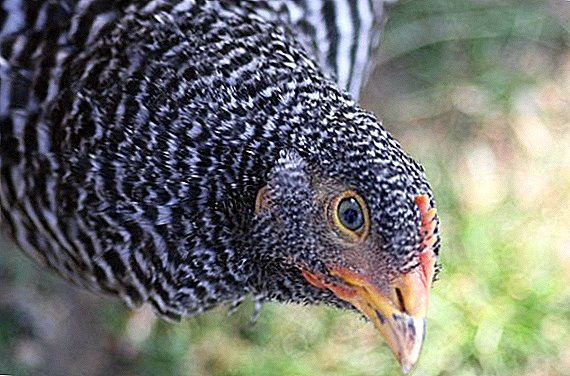 アムロック鶏：特性、世話および繁殖