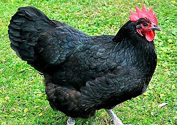 Ayam pembiakan Australorp: menjaga dan memberi makan