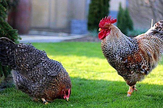 תרנגולות גידול: מאפיינים, טיפול ותחזוקה