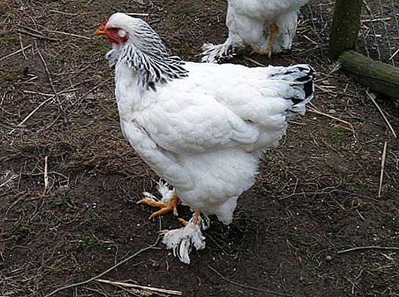 سلالة الدجاج Brama خفيفة: وصف لكيفية رعاية سلالة