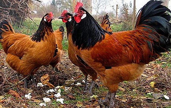 Giống gà Forverk: tất cả về chăn nuôi tại nhà