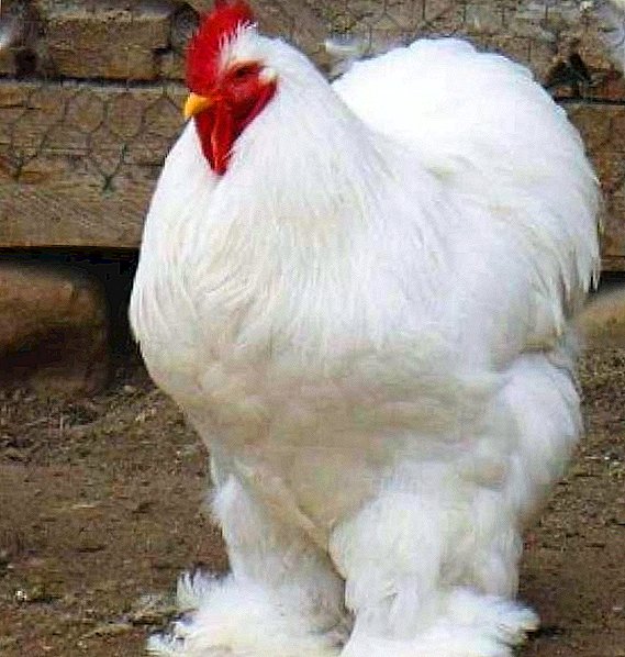 번식 한 진한 닭