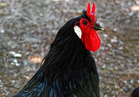 Ras van kippen "La Flash": beschrijving en kenmerken, productiviteit