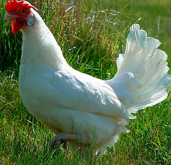 Ayam Leggorn