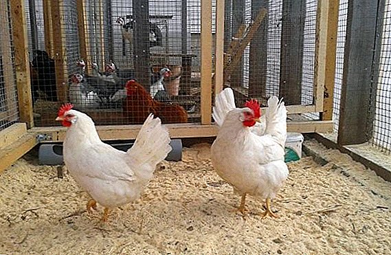 Ras av kycklingar Moskva vit: Allt om avel hemma