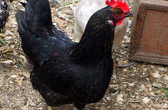Breed Moscow hens black