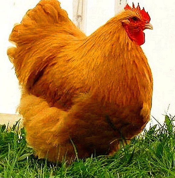 Breed of chickens Orpington