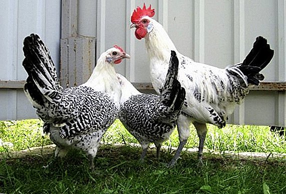 Pollos de raza Ostfriz Gaviota