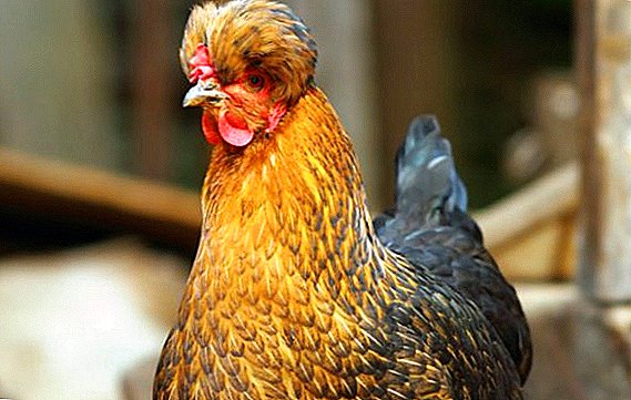 Criar pollos crestados rusos