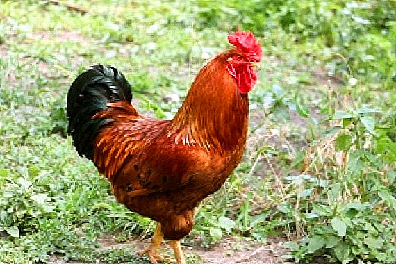 Breed of Poltava hens: we rely on productivity and ease of maintenance