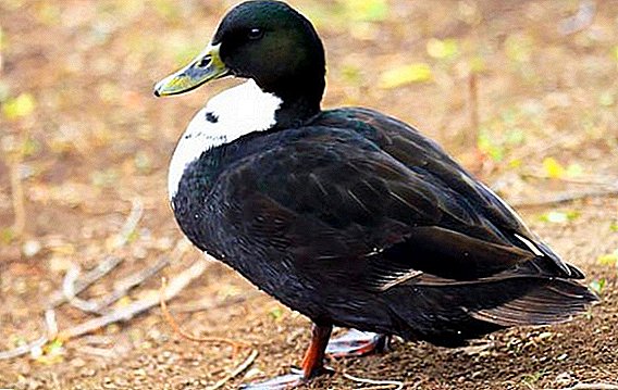 Breed black duck
