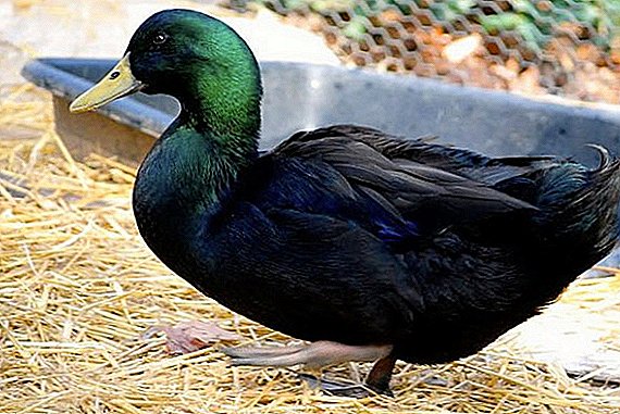 Breed of Cayuga ducks: how to care and how to feed at home