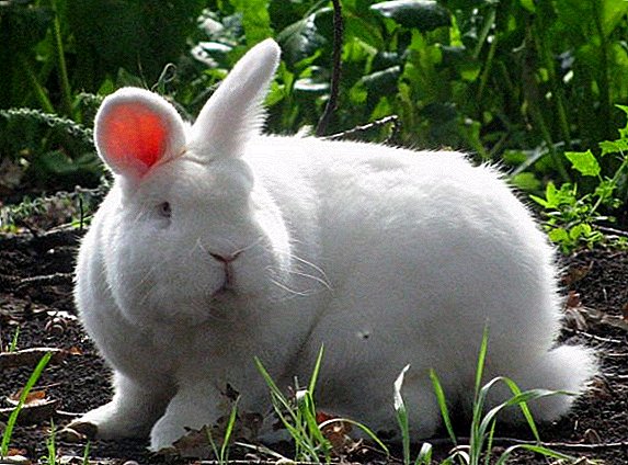 สายพันธุ์ของกระต่ายที่เติบโตอย่างรวดเร็ว: ไก่เนื้อ