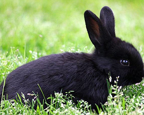 Rassen van zwarte konijnen: beschrijving en foto's van de beste vertegenwoordigers