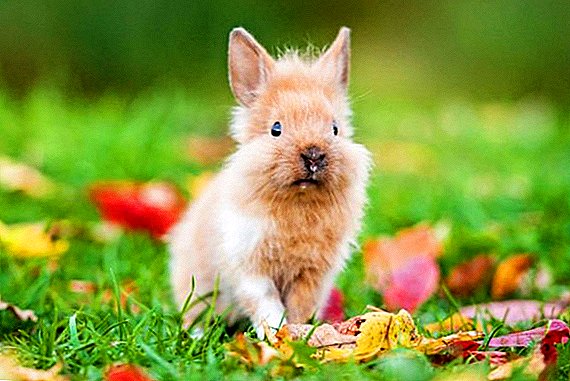 Rassen van decoratieve konijnen met foto's en beschrijvingen