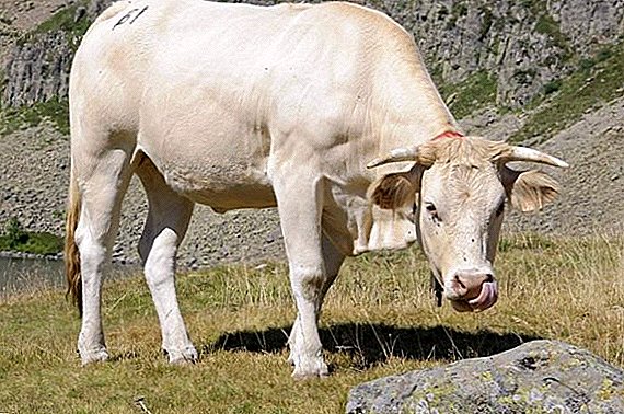 Breeds of white cows