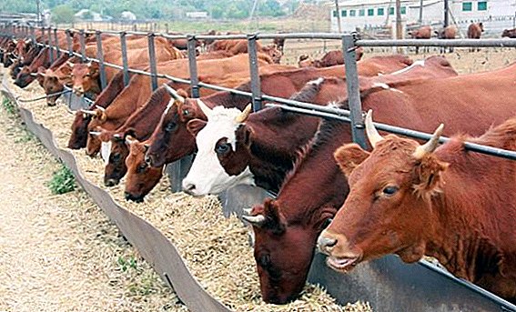 Rassen van koeien vlees en zuivelproducten