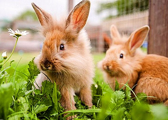 Rabbit breeds: fur and down (with photos and names)