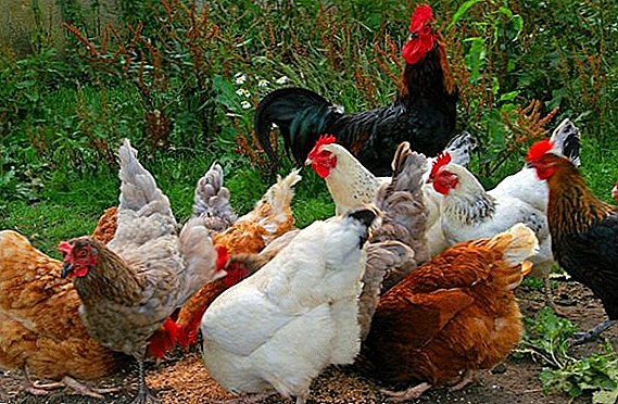 Ras av kyllinger med det mest delikate kjøttet