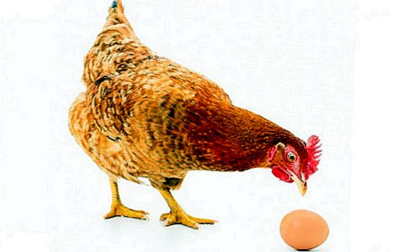 Razze di polli con le uova più grandi