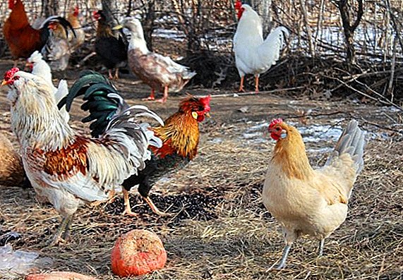Breeds of chickens in Belarus