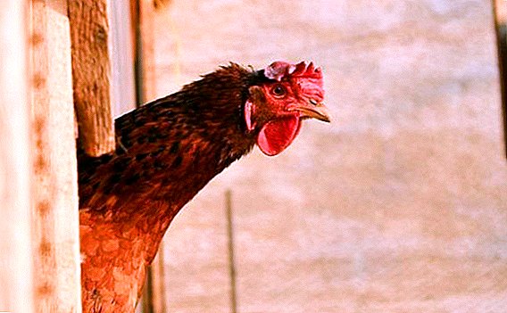 Races des poules les plus sans prétention: viande, pondeuses